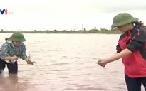 Thái Bình: Gần 50.000ha lúa ngập trắng do bão số 1