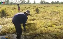 Thương lái không thu mua, người trồng lúa Kiên Giang điêu đứng
