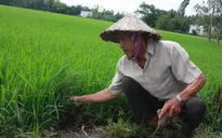 Phú Yên hỗ trợ người dân sử dụng giống lúa xác nhận