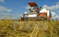 IFC hợp tác sản xuất lúa gạo bền vững tại Việt Nam