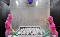 Cảnh báo lừa đảo trong giao dịch xuất khẩu thủy sản
