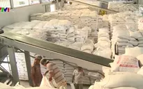 Giá lúa trong nước bị tác động bởi yếu tố tâm lý
