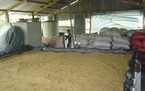 Thiếu trầm trọng máy sấy lúa tại ĐBSCL