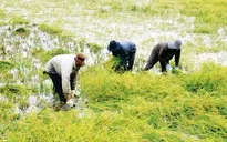 Sẽ triển khai bảo hiểm nông nghiệp theo nguyên tắc tự nguyện