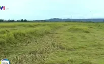 Lúa thu hoạch gặp mưa lớn, nông dân thiệt hại nặng
