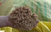 Nông dân ĐBSCL thiệt hại nặng vì lúa giống kém chất lượng