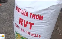 Phù phép lúa thương phẩm thành lúa giống chất lượng cao
