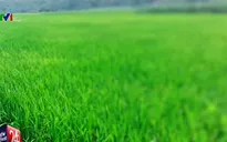 Ứng phó với mùa Đông ấm trong vụ lúa Đông Xuân