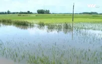 Phú Yên: 6.000 ha lúa Hè Thu bị ảnh hưởng do bão số 4