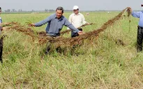 Nông dân An Giang thất thu lúa mùa nổi vì lũ nhỏ