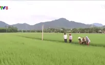 Đà Nẵng trồng thử nghiệm lúa sạch