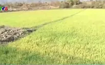 Đăk Nông chậm chi trả hỗ trợ thiên tai hạn hán cho người dân