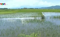Mưa lớn, hàng nghìn ha lúa ở Phú Yên bị đổ ngã