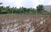 Bình Định mất trắng vùng mai Tết sau lũ