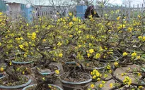 Sôi động thị trường hoa mai Tết
