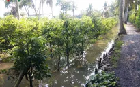 50.000 gốc mai ở TP.HCM chìm trong biển nước
