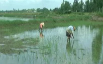 Mặn xâm nhập sâu, nông dân thiệt hại nặng nề