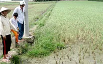 Cần Thơ chưa có nguồn nước dự phòng khi mặn xâm nhập