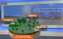 Hậu quả tàn khốc do xâm nhập mặn tại ĐBSCL