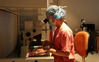 TP.HCM có 9 trường hợp mang thai hộ thành công