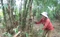 Trồng măng Bát Độ - Mô hình xóa nghèo của phụ nữ Kon Tum