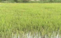 Hàng ngàn ha lúa tại Kiên Giang có nguy cơ mất trắng