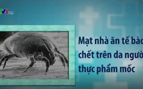 Mạt nhà - Nguyên nhân gây dị ứng ở trẻ