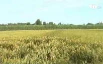 Thất mùa mất giá, người trồng lúa ở Sóc Trăng điêu đứng