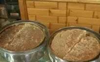 Ngành sản xuất mật ong của Yemen chao đảo do nội chiến