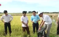 Độc đáo chiếc máy bắt chuột sử dụng... ớt bột
