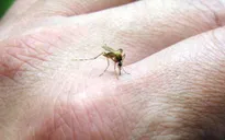 Phát hiện virus nguy hiểm như virus Zika