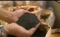 Hoang mang mè đen ngâm nước, ra màu bất thường