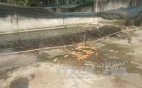 Cá sấu rớt giá, người nuôi thua lỗ nặng