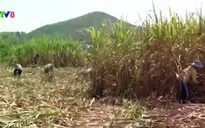 Gia Lai: Bảo hiểm giá thu mua mía nguyên liệu cho nông dân