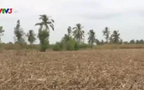 Sóc Trăng: Người trồng mía trắng tay vì hạn hán, xâm nhập mặn