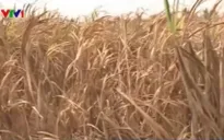 Sóc Trăng: Mía chết khô do hạn hán và xâm nhập mặn