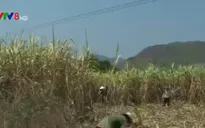 Nắng hạn, người trồng mía thất thu