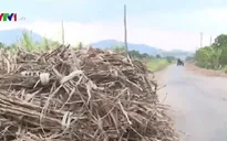 Nhà máy chậm thu mua, người trồng mía phá hợp đồng bao tiêu sản phẩm