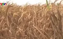Nông dân Sóc Trăng điêu đứng vì mía chết