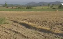 Gánh nặng chi phí trồng mía gia tăng