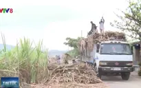Phú Yên: Tư thương tranh nhau mua mía chở ra ngoài tỉnh
