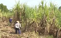 Hiệp hội Mía đường Việt Nam yêu cầu các DN không nâng giá mía