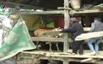 Các tỉnh miền núi phía Bắc gồng mình chống rét