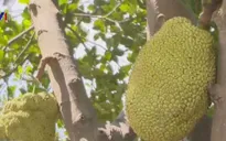 Làm giàu từ... mít không hạt