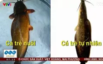 Cách phân biệt cá trê vàng và cá trê bị nhuộm hóa chất