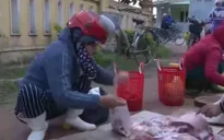 Quảng Bình: Lợn bị bệnh vẫn được cấp phép… giết mổ