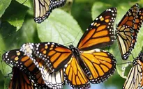 Tuyệt đẹp Khu dự trữ sinh quyển bướm Monarch, Mexico