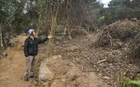Khởi tố vụ phá rừng Sơn Trà