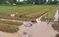 Đồng Tháp: Mưa lớn, triều cường gây thiệt hại nhiều diện tích hoa màu