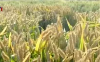 Bayer đề nghị mua lại Monsanto với giá 62 tỷ USD